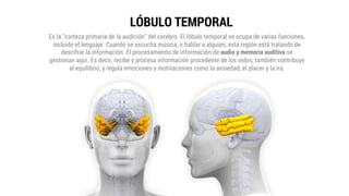 LÓBULO TEMPORAL
Es la "corteza primaria de la audición" del cerebro. El lóbulo temporal se ocupa de varias funciones,
incluido el lenguaje. Cuando se escucha música, o hablar a alguien, esta región está tratando de
descifrar la información. El procesamiento de información de audio y memoria auditiva se
gestionan aquí. Es decir, recibe y procesa información procedente de los oídos, también contribuye
al equilibrio, y regula emociones y motivaciones como la ansiedad, el placer y la ira.
 