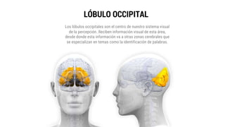 LÓBULO OCCIPITAL
Los lóbulos occipitales son el centro de nuestro sistema visual
de la percepción. Reciben información visual de esta área,
desde donde esta información va a otras zonas cerebrales que
se especializan en temas como la identificación de palabras.
 