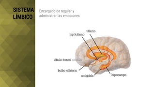 SISTEMA
LÍMBICO
Encargado de regular y
administrar las emociones
 