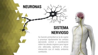 SISTEMA
NERVIOSO
Su función primordial es la de captar
y procesar rápidamente las señales
ejerciendo control y coordinación
sobre los demás órganos para lograr
una adecuada, oportuna y eficaz
interacción con el medio ambiente
cambiante.
NEURONAS
 