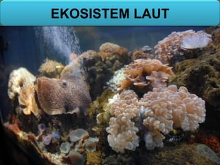 EKOSISTEM LAUT
 