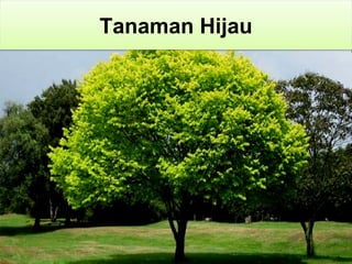 Tanaman Hijau
 