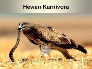 Hewan Karnivora
 
