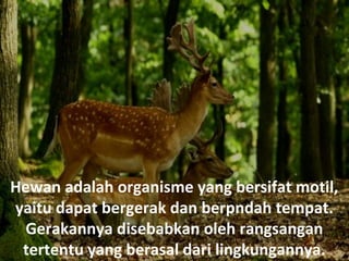Hewan adalah organisme yang bersifat motil,
yaitu dapat bergerak dan berpndah tempat.
Gerakannya disebabkan oleh rangsangan
tertentu yang berasal dari lingkungannya.
 