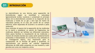 INTRODUCCIÓN
01
La electroforesis es una técnica para separación de
biomoléculas según su movilidad y naturaleza
(generalmente ácidos nucleicos o proteínas) el principio
básico de la electroforesis consiste en la migración de las
moléculas a través de un gel u otro tipo de matriz de
naturaleza porosa, en el cual, por acción de un campo
eléctrico, serán separadas de acuerdo a su tamaño o peso
molecular.
Para controlar el avance de la separación de las moléculas
en la matriz y establecer un patrón de fragmentos, las
moléculas deberán ser teñidas con diferentes colorantes.
Estos pasos facilitan la visualización de las moléculas a
manera de simples bandas las cuales serán posteriormente
analizadas e interpretadas. Es una técnica muy utilizada en
la investigación básica, muy importante para la
comprensión de la función de genes y proteínas, La
electroforesis nos permite ver cuántos fragmentos
diferentes de ADN están presentes en una muestra y cuán
grandes son unos con respecto a otros.
 