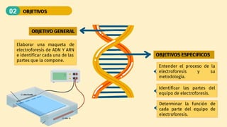 Determinar la función de
cada parte del equipo de
electroforesis.
Elaborar una maqueta de
electroforesis de ADN Y ARN
e identificar cada una de las
partes que la compone.
Entender el proceso de la
electroforesis y su
metodología.
OBJETIVO GENERAL
OBJETIVOS ESPECIFICOS
Identificar las partes del
equipo de electroforesis.
 