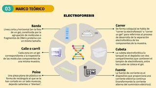 MARCO TEÓRICO
03
Línea corta y horizontal (en la foto
de un gel, constituida por la
agrupación de moléculas o
fragmentos de DNA o proteína con
un mismo tamaño.
Cada zona en un gel
correspondiente a la trayectoria
de las moléculas componentes de
una misma muestra.
De forma coloquial se habla de
"correr la electroforesis" o "correr
un gel" para referirnos al proceso
de desarrollo de la separación
electroforética de los
componentes de la muestra.
La cubeta electroforética (o
tanque) es el depósito con dos
compartimentos que contienen el
tampón de electroforesis, entre
los cuales se coloca el gel.
La fuente de corriente es el
dispositivo que proporciona una
corriente eléctrica continua
(transformando la corriente
alterna del suministro eléctrico).
Una pieza plana de plástico en
forma de rectángulo al que se le
han cortado en un lado muescas,
dejando salientes o "dientes".
Cubeta
Correr
Fuente
Peine
Calle o carril
ELECTROFORESIS
Banda
 