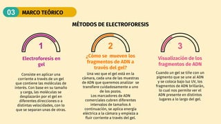 MARCO TEÓRICO
03
Una vez que el gel está en la
cámara, cada una de las muestras
de ADN que queremos analizar se
transfiere cuidadosamente a uno
de los pozos.
Los marcadores de ADN
comerciales cubren diferentes
intervalos de tamaños A
continuación, se aplica energía
eléctrica a la cámara y empieza a
fluir corriente a través del gel.
Consiste en aplicar una
corriente a través de un gel
que contiene las moléculas de
interés. Con base en su tamaño
y carga, las moléculas se
desplazarán por el gel en
diferentes direcciones o a
distintas velocidades, con lo
que se separan unas de otras.
Cuando un gel se tiñe con un
pigmento que se une al ADN
y se coloca bajo luz UV, los
fragmentos de ADN brillarán,
lo cual nos permite ver el
ADN presente en distintos
lugares a lo largo del gel.
¿Cómo se mueven los
fragmentos de ADN a
través del gel?
Electroforesis en
gel
Visualización de los
fragmentos de ADN
MÉTODOS DE ELECTROFORESIS
1 2 3
 