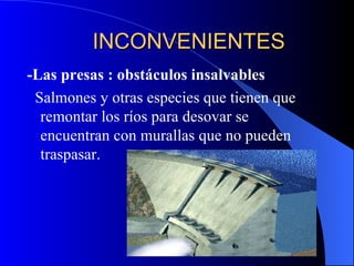 INCONVENIENTES - Las presas : obstáculos insalvables   Salmones y otras especies que tienen que remontar los ríos para desovar se encuentran con murallas que no pueden traspasar. 