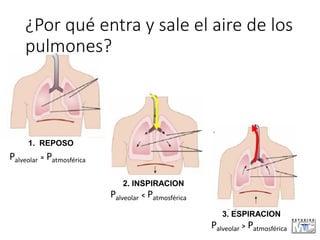 3. ESPIRACION
Palveolar > Patmosférica
Palveolar = Patmosférica
1. REPOSO
Palveolar < Patmosférica
2. INSPIRACION
¿Por qué entra y sale el aire de los
pulmones?
 