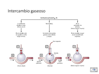 Intercambio gaseoso
 