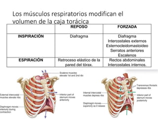 Los músculos respiratorios modifican el
volumen de la caja torácica
REPOSO FORZADA
INSPIRACIÓN Diafragma Diafragma
Intercostales externos
Esternocleidomastoideo
Serratos anteriores
Escalenos
ESPIRACIÓN Retroceso elástico de la
pared del tórax.
Rectos abdominales
Intercostales internos.
 