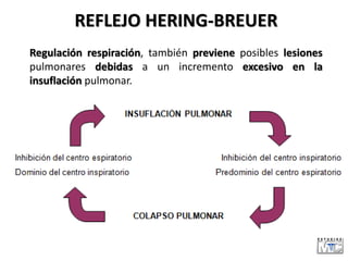 REFLEJO HERING-BREUER
Regulación respiración, también previene posibles lesiones
pulmonares debidas a un incremento excesivo en la
insuflación pulmonar.
 