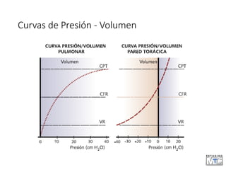 Curvas de Presión - Volumen
 