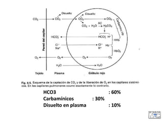 HCO3 : 60%
Carbamínicos : 30%
Disuelto en plasma : 10%
 