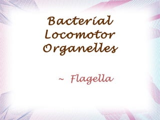 Bacterial
Locomotor
Organelles
~ Flagella
 