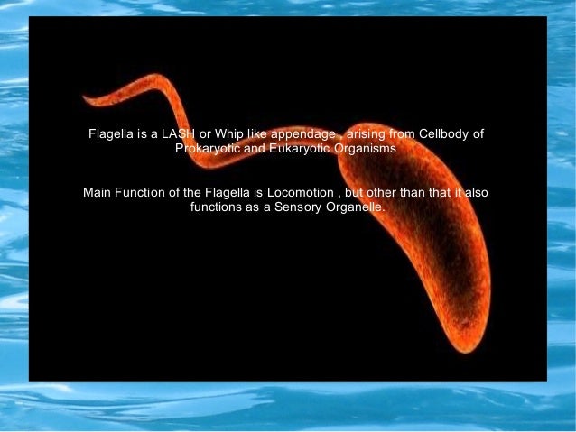 Ppt flagella seminar