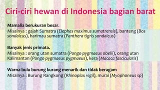 Mamalia berukuran besar.
Misalnya : gajah Sumatra (Elephas maximus sumatrensis), banteng (Bos
sondaicus), harimau sumatra (Panthera tigris sondaicus)
Banyak jenis primata.
Misalnya : orang utan sumatra (Pongo pygmaeus obelii), orang utan
Kalimantan (Pongo pygmaeus pygmaeus), kera (Macaca fascicularis)
Warna bulu burung kurang menarik dan tidak beragam
Misalnya : Burung Rangkong (Rhinoplax vigil), murai (Myophoneus sp)
 