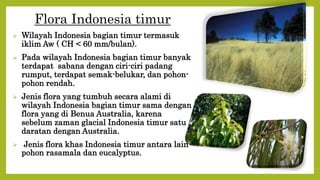 Flora Indonesia timur
 Wilayah Indonesia bagian timur termasuk
iklim Aw ( CH < 60 mm/bulan).
 Pada wilayah Indonesia bagian timur banyak
terdapat sabana dengan ciri-ciri padang
rumput, terdapat semak-belukar, dan pohon-
pohon rendah.
 Jenis flora yang tumbuh secara alami di
wilayah Indonesia bagian timur sama dengan
flora yang di Benua Australia, karena
sebelum zaman glacial Indonesia timur satu
daratan dengan Australia.
 Jenis flora khas Indonesia timur antara lain
pohon rasamala dan eucalyptus.
 