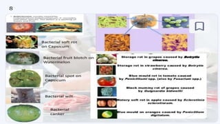 PPT - FOOD MICROBIOLOGY.pptx (Food Quality and Safety) | PPTX