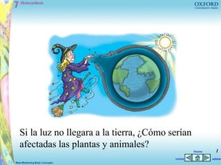 Si la luz no llegara a la tierra, ¿Cómo serían
afectadas las plantas y animales?
1
Home
volver adelan
 