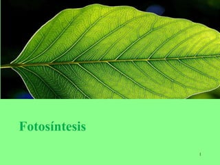 Fotosíntesis
1
 