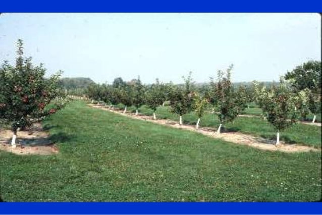 Ppt fruit-apple-tree-orchard-systems-robinson-cornell-2014-eng