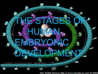 THE STAGES OF
  HUMAN
EMBRYONIC
DEVELOPMENT
 