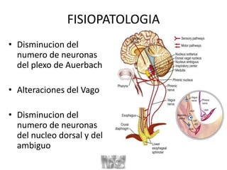 FISIOPATOLOGIA
• Disminucion del
numero de neuronas
del plexo de Auerbach
• Alteraciones del Vago
• Disminucion del
numero de neuronas
del nucleo dorsal y del
ambiguo
 
