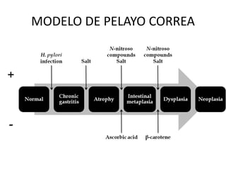 MODELO DE PELAYO CORREA
 