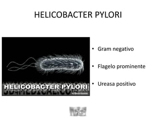 HELICOBACTER PYLORI
• Gram negativo
• Flagelo prominente
• Ureasa positivo
 
