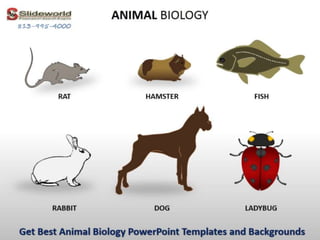 get best animal biology power point templates and backgrounds