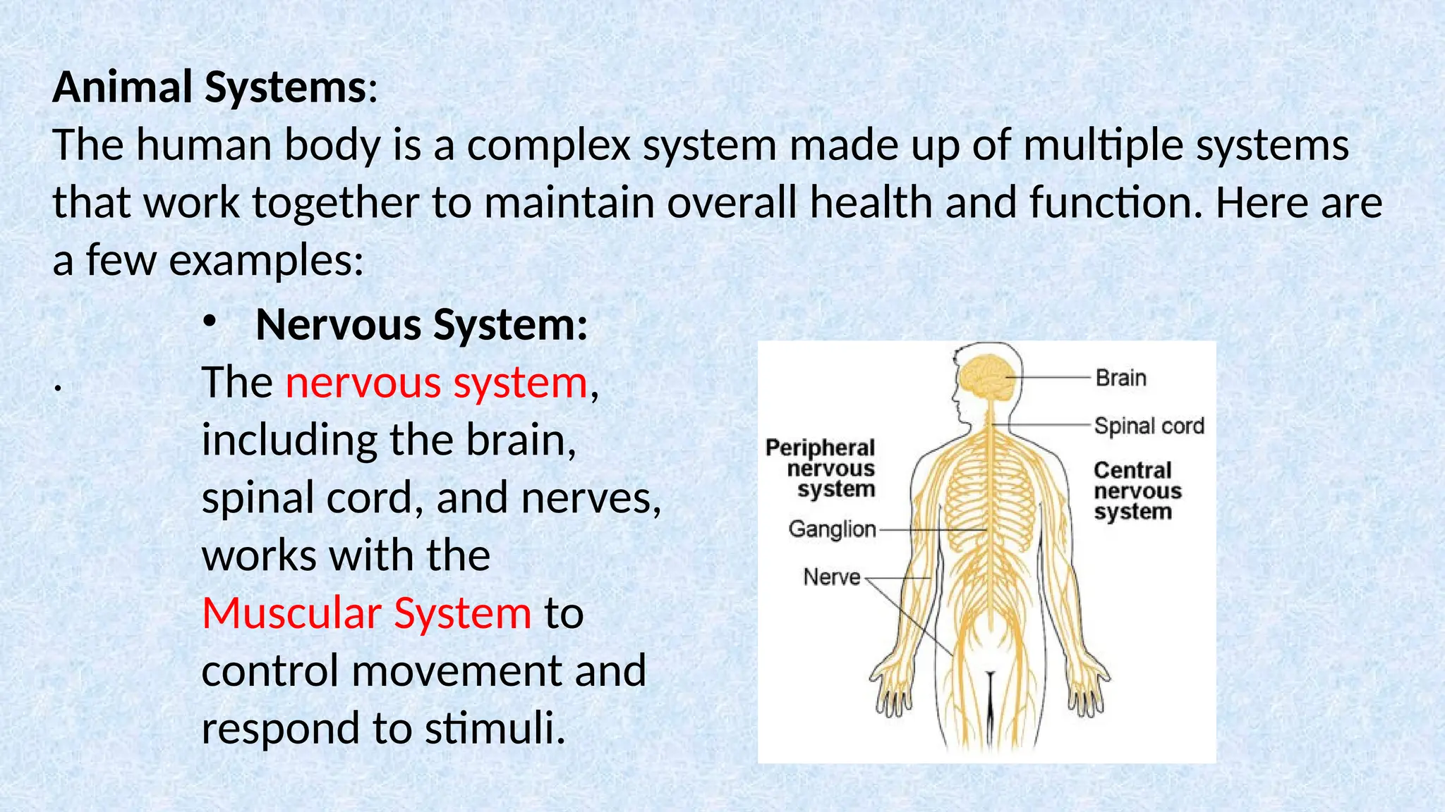 Animal Systems:
The human body is a complex system made up of multiple systems
that work together to maintain overall health and function. Here are
a few examples:
.
• Nervous System:
The nervous system,
including the brain,
spinal cord, and nerves,
works with the
Muscular System to
control movement and
respond to stimuli.
 