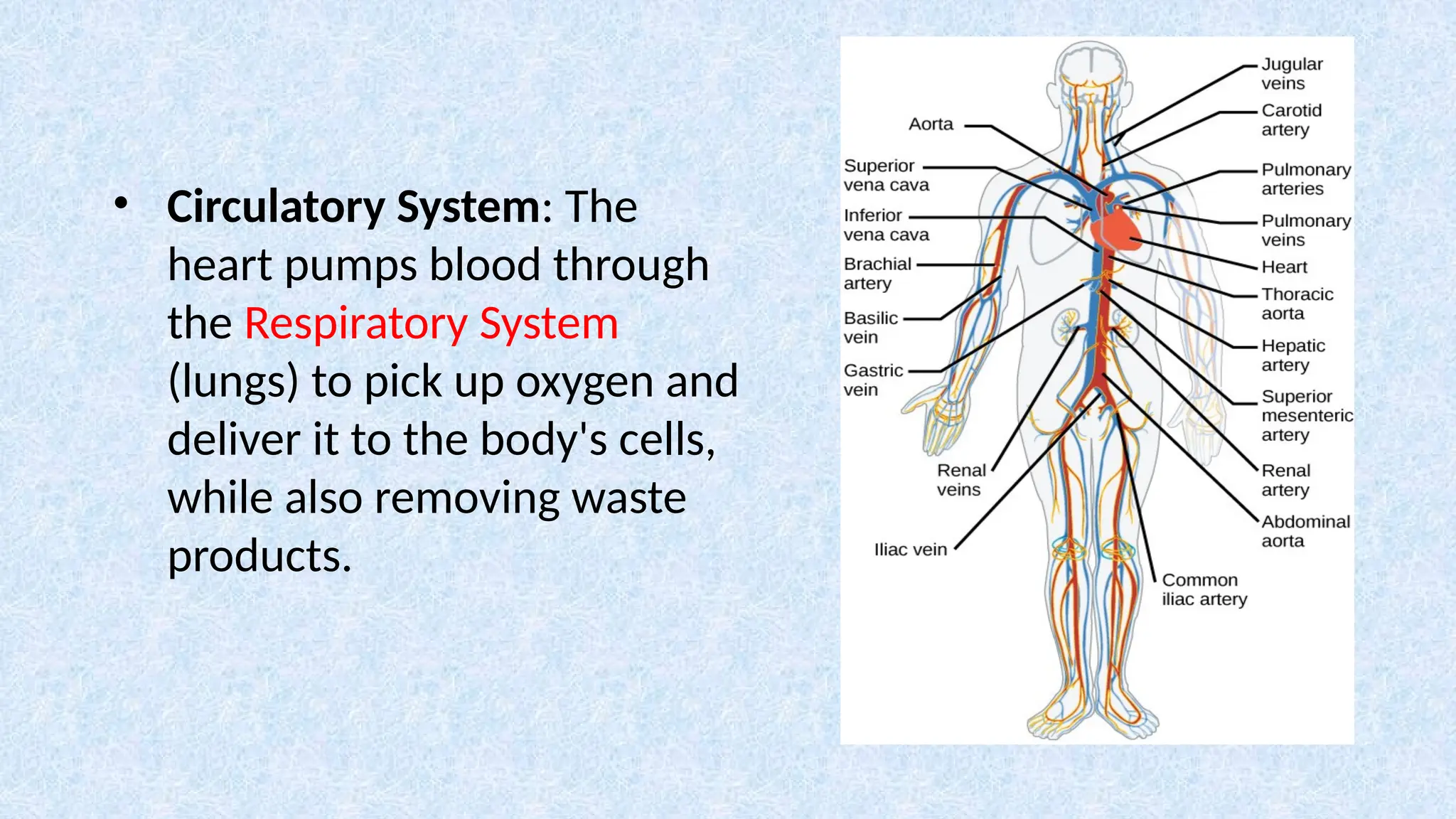 • Circulatory System: The
heart pumps blood through
the Respiratory System
(lungs) to pick up oxygen and
deliver it to the body's cells,
while also removing waste
products.
 