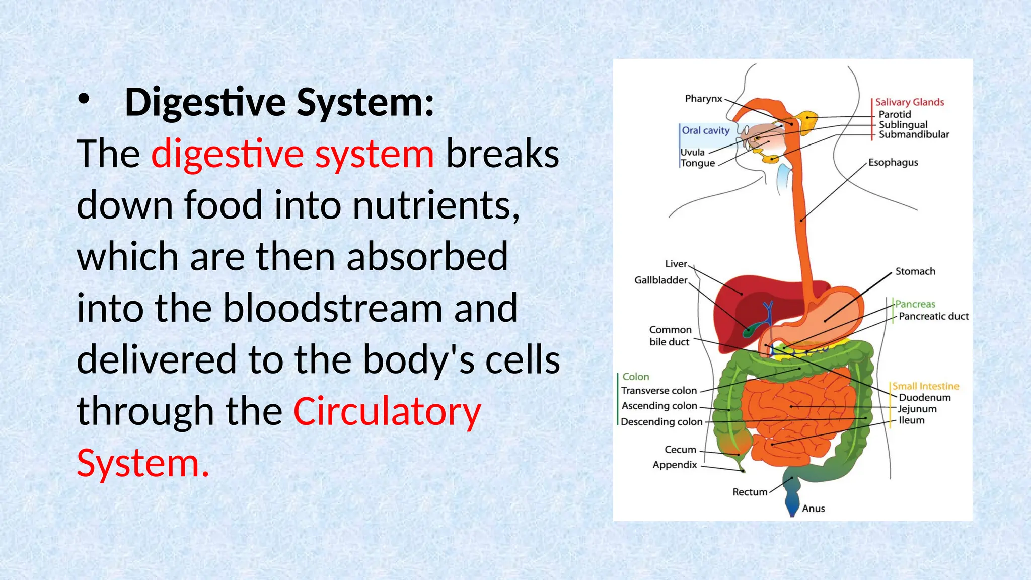 • Digestive System:
The digestive system breaks
down food into nutrients,
which are then absorbed
into the bloodstream and
delivered to the body's cells
through the Circulatory
System.
 