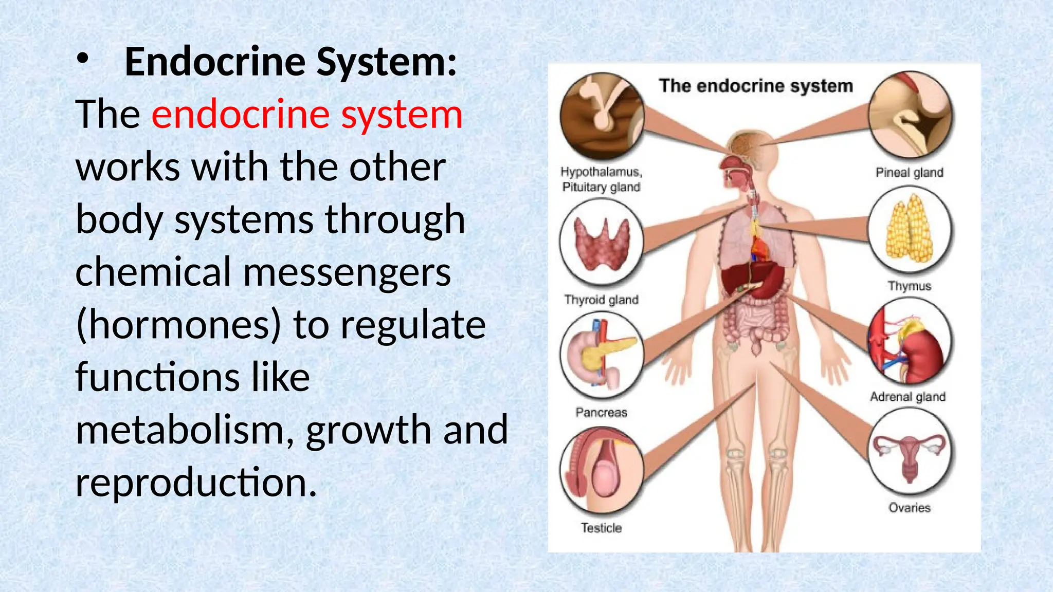 • Endocrine System:
The endocrine system
works with the other
body systems through
chemical messengers
(hormones) to regulate
functions like
metabolism, growth and
reproduction.
 