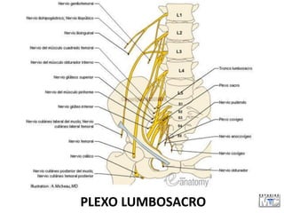 PLEXO LUMBOSACRO
 