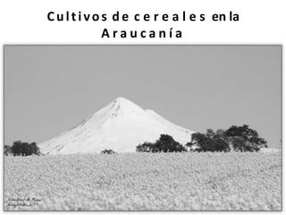Cultivos d e c e r e a l e s en la
A r a u c a n í a
 