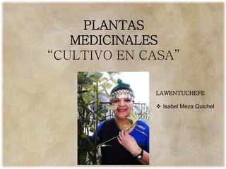PLANTAS
MEDICINALES
“CULTIVO EN CASA”
LAWENTUCHEFE
❖ Isabel Meza Quichel
 