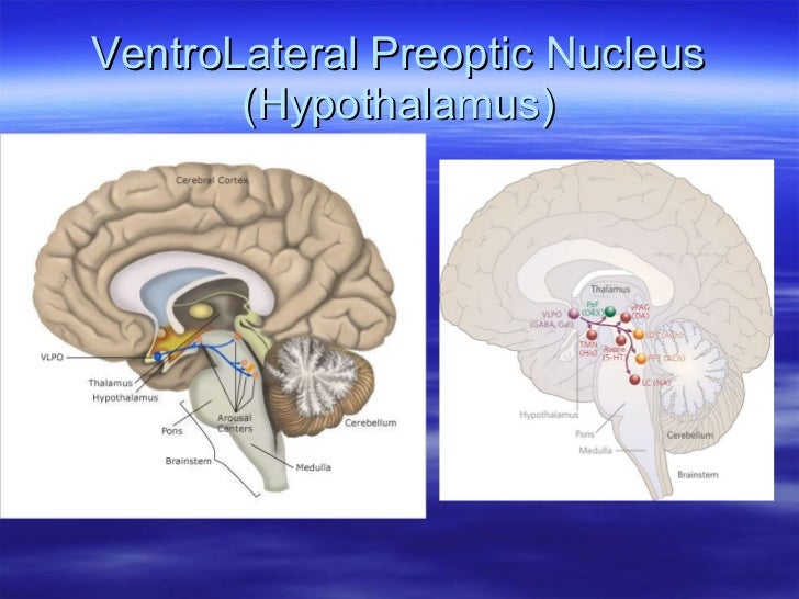 Regolazione ipotalamica del sonno e ritmo circadiano
