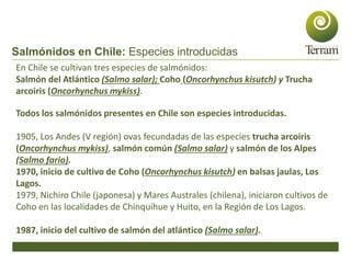 En Chile se cultivan tres especies de salmónidos:
Salmón del Atlántico (Salmo salar); Coho (Oncorhynchus kisutch) y Trucha...