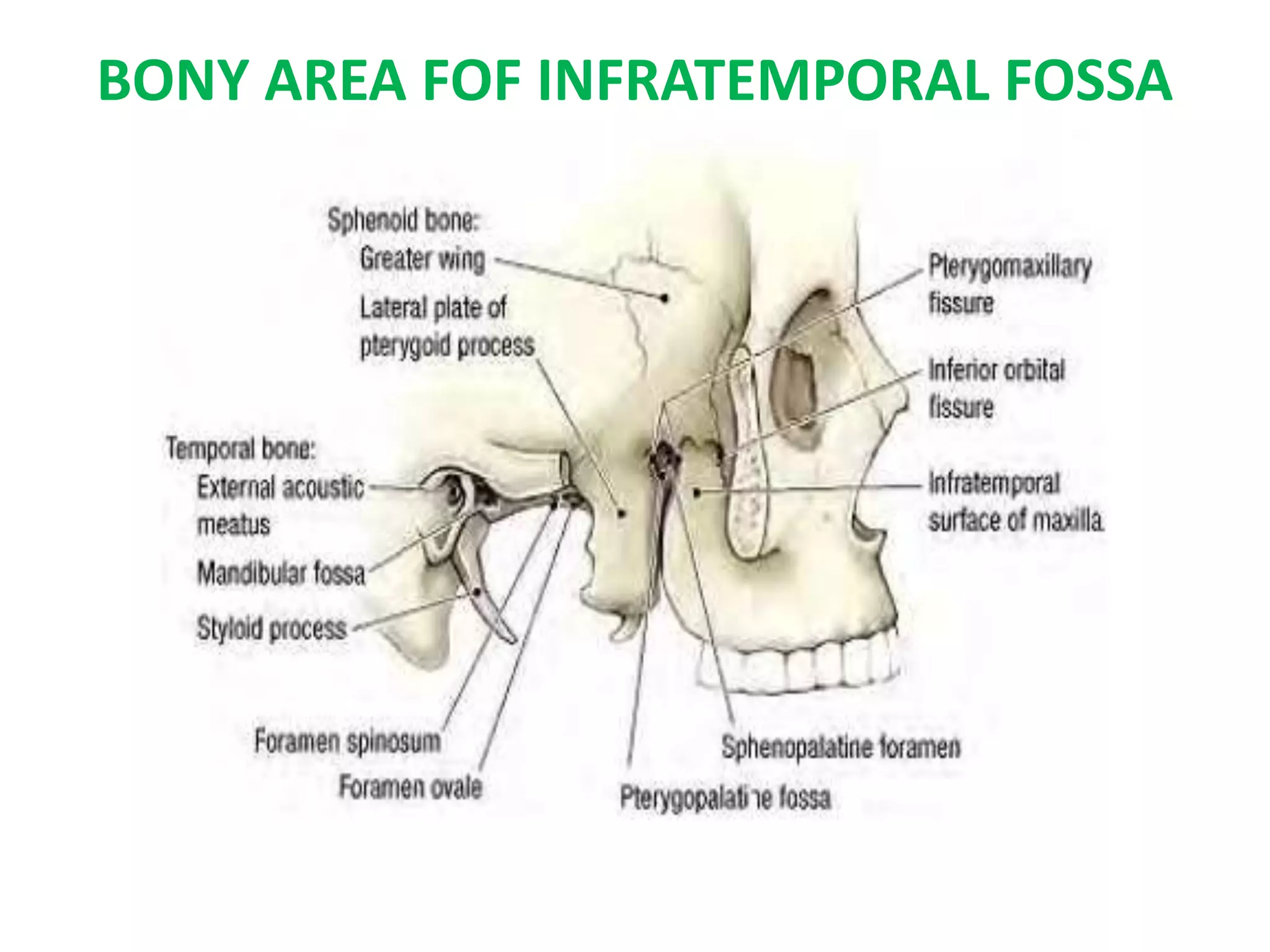 Ppt.infra temporal fossa | PPTX