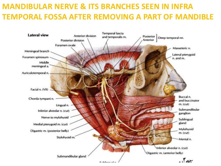 infratemporal fossa