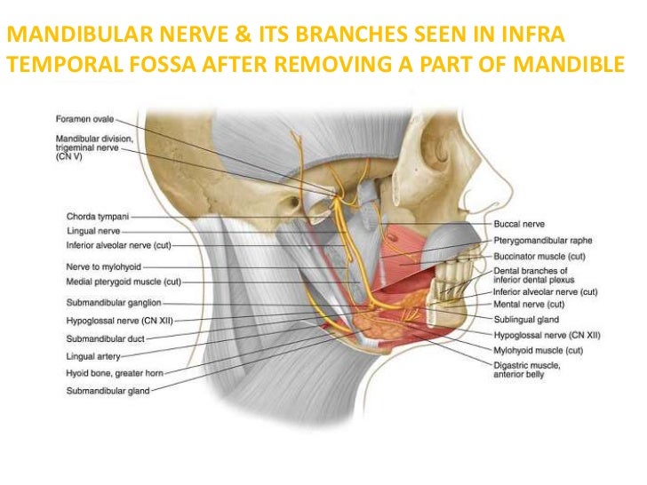 lingual artery