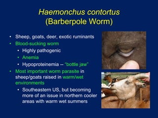 Integrating Anthelmintics, FAMACHA and Other Alternative Measures for Controlling Nematodes in Small Ruminants Slide 5