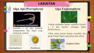 PPT - KEL 4 ALGA.pptx