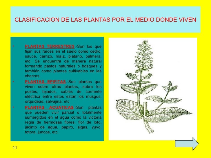 Ppt las plantas