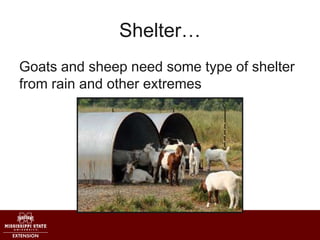 Shelter…
Goats and sheep need some type of shelter
from rain and other extremes
 