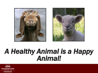 A Healthy Animal is a Happy
Animal!
 