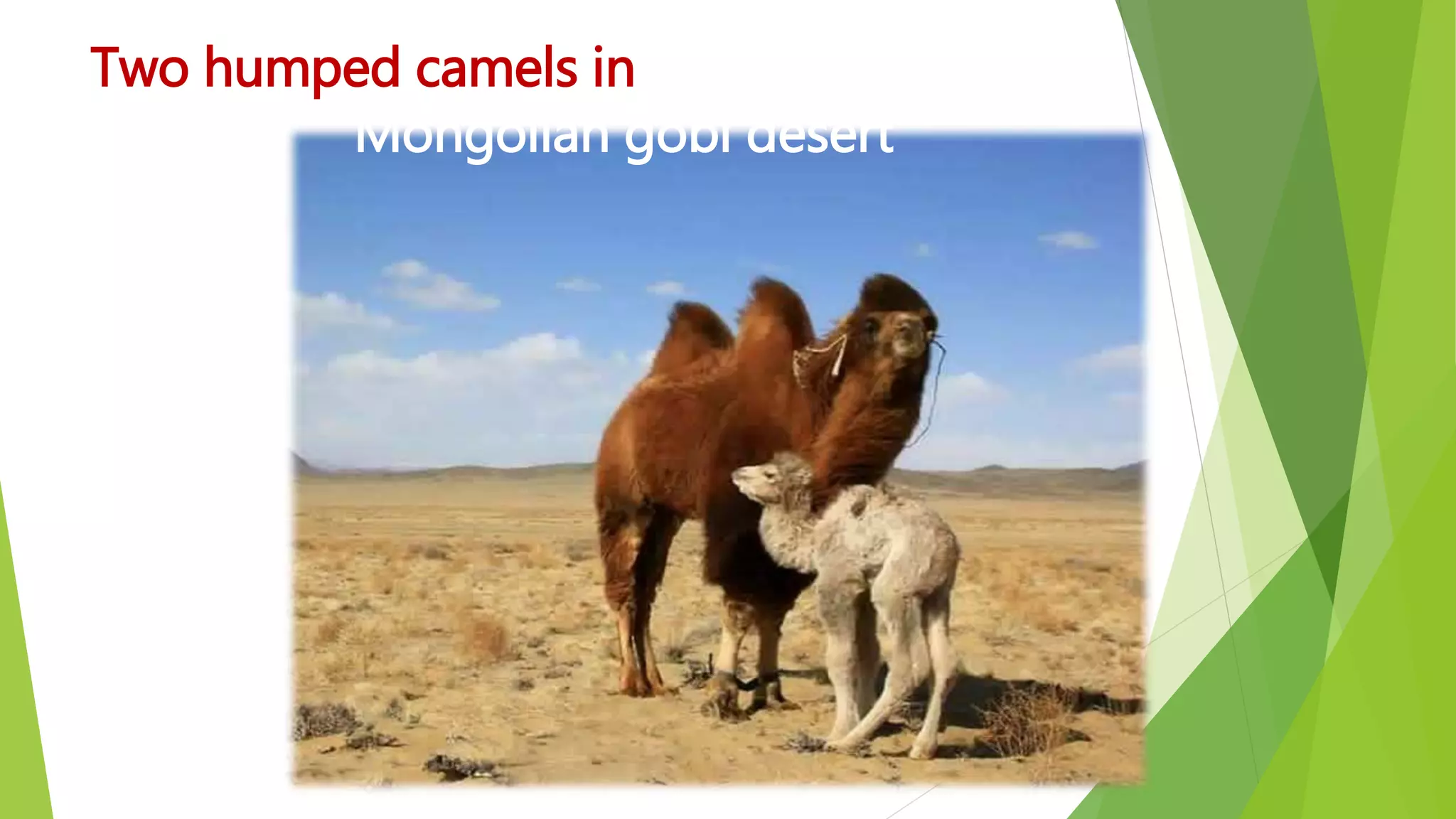 Two humped camels in
Mongolian gobi desert
 